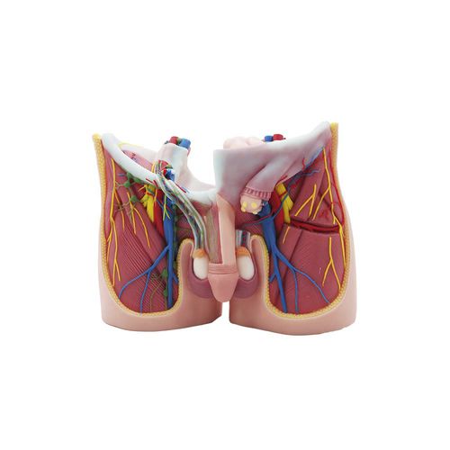 Modelo anatômico pélvico - MeiWo Science - para ensino / em silicone / com musculatura