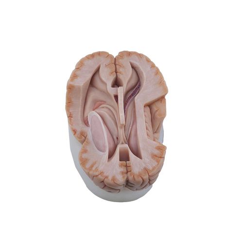 Modelo de cérebro - MeiWo Science - para ensino / em silicone / rosa