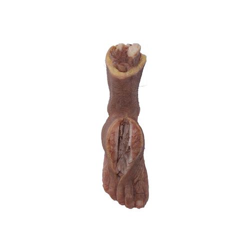 Modelo anatômico de pé - MeiWo Science - para ensino / em silicone / flexível