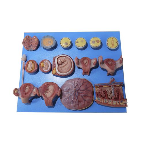 Modelo anatômico corpo - SZ-010 - MeiWo Science - para ensino / em silicone