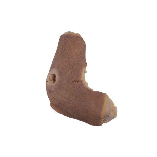 Modelo anatômico de úmero - PY-004 - MeiWo Science - para educação em saúde / para ensino / em silicone