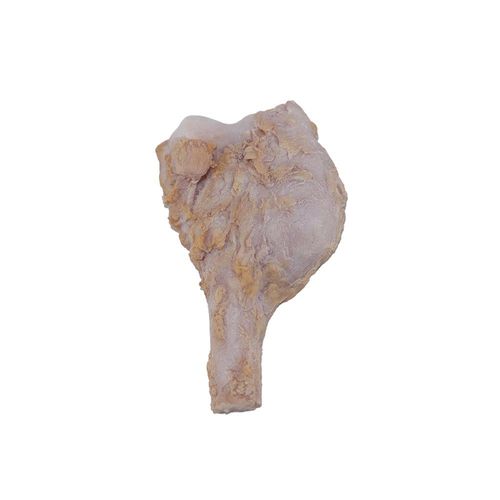 Modelo anatômico de osso - PY-002 - MeiWo Science - para educação em saúde / para ensino / em silicone