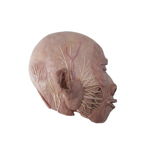 Modelo de cabeça - RN-003 - MeiWo Science - para ensino / em silicone / com nervos