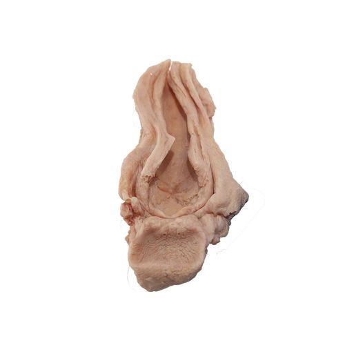 Modelo de esófago - PX-010 - MeiWo Science - para ensino / para câncer / em silicone