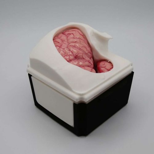 Simulador para treinamento - PterionalBox - UpSurgeOn - para cuidados gerais de saúde / cirúrgico / para neurocirurgia