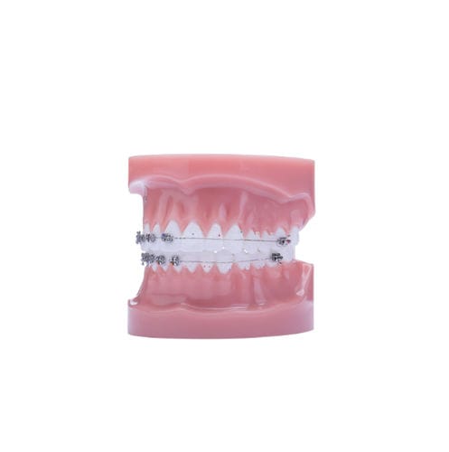 Typodont odontológico - 19-441-108 - IOS, PC - para procedimentos odontológicos / de demonstração / flexível