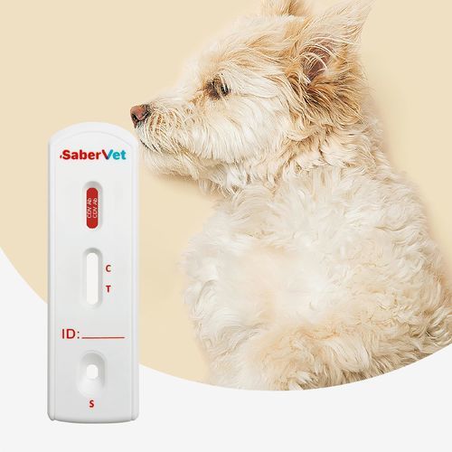 Teste rápido de cinomose - SaberVet CDV Ab - Hangzhou Antigenne Technology Co. Ltd - veterinário / para cães / de anticorpos