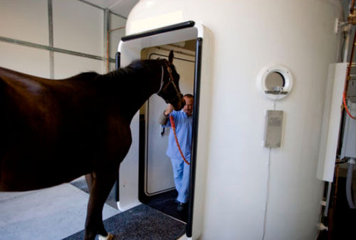 Cápsula hiperbárica veterinária para cavalos - VETA - Series - Barotech