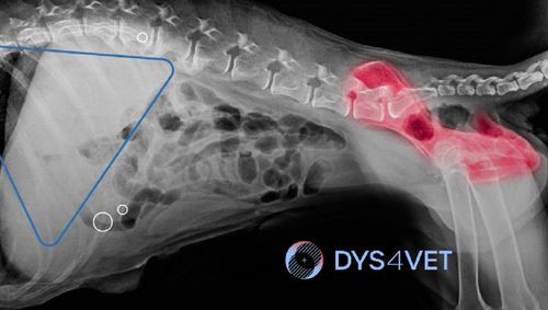 Software veterinário - DYS4VET 10  - Blue Surgical Instruments - de quadril / com inteligência artificial