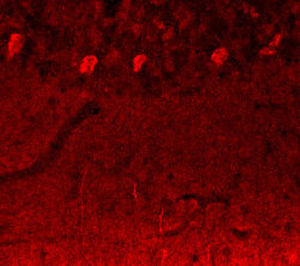 Reagente IgG - RA19070 - Neuromics - para pesquisa científica / para western blot / para imunohistoquímica