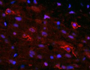 Reagente IgG - RA14133 - Neuromics - para pesquisa científica / para imunohistoquímica / para imunofluorescência