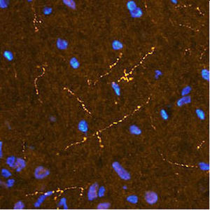 Reagente IgG - RA21026 - Neuromics - para imunohistoquímica / para imunofluorescência / para imunocitoquímica