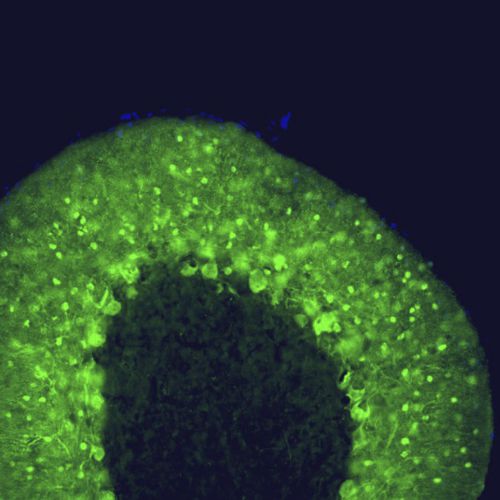 Reagente IgG - MO22149 - Neuromics - para pesquisa científica / para western blot / para imunohistoquímica