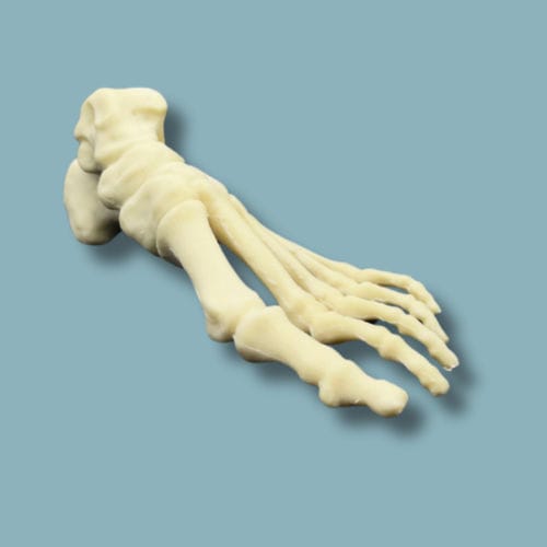 Modelo anatômico de pé - 01-04-02 - ADDIDREAM - para cirurgia ortopédica / para treinamento / em espuma