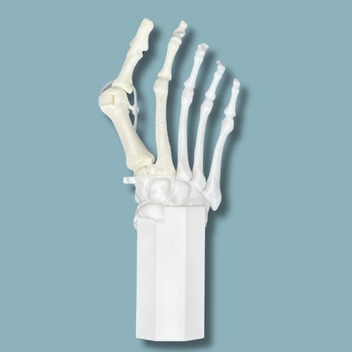 Modelo anatômico de pé - 01-08-01 - ADDIDREAM - para cirurgia ortopédica / para treinamento / em material plástico