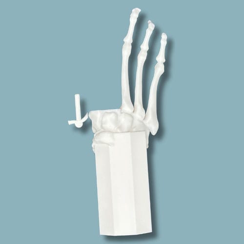 Modelo anatômico de pé - 01-10-01 - ADDIDREAM - para cirurgia ortopédica / para treinamento / branco