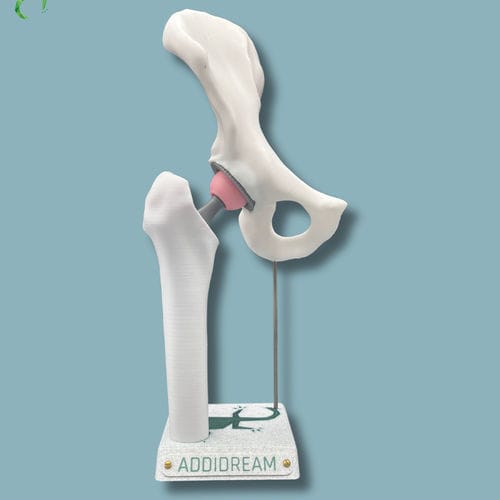 Modelo anatômico de quadril - 07-AA-01 - ADDIDREAM - de hemipélvis / de fêmur / de demonstração