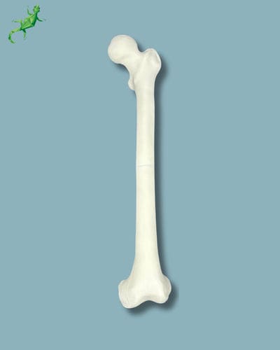 Modelo anatômico de fêmur - 05-01-01 - ADDIDREAM - para treinamento / em material plástico / branco