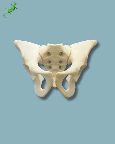 Modelo de pelve - 07-04-02 - ADDIDREAM - de cirurgia / para treinamento / em espuma