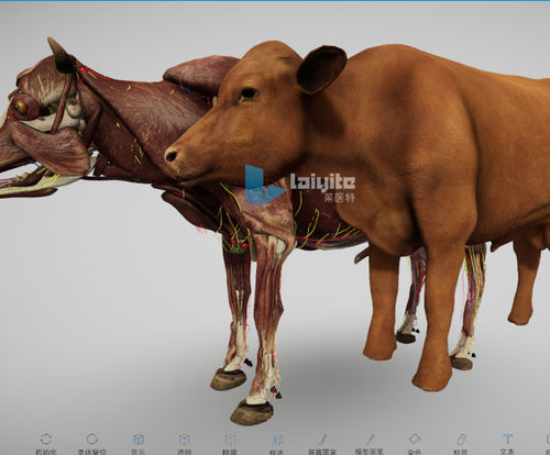 Software de simulação - Nanjing Laiyite Electronic Technology Co., Ltd - veterinário / de anatomia / de pele