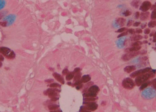 Reagente corante - BA4120A - Wuhan Jinhong Biotech Development Co., Ltd. - para histologia