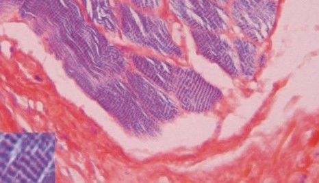 Kit de reagentes corante - BA4095 - Wuhan Jinhong Biotech Development Co., Ltd. - para histologia