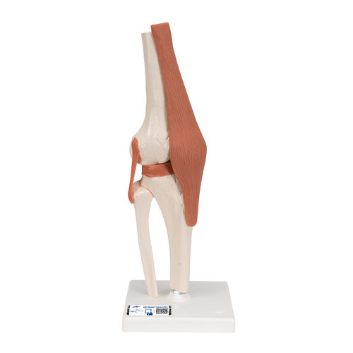 Modelo de articulação - A82 - 3B Scientific   - de joelho / para ensino / flexível