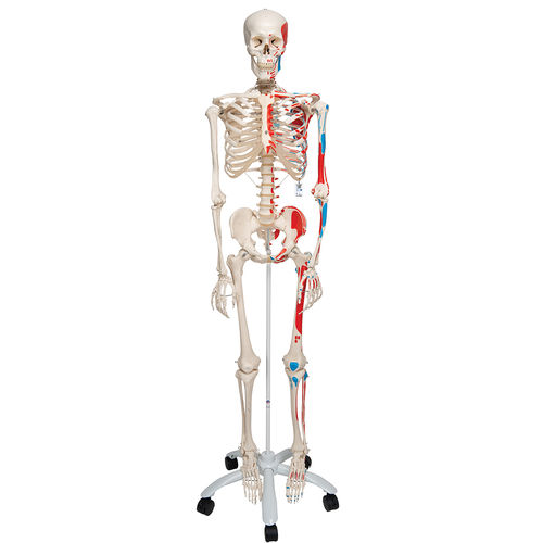 Modelo de esqueleto - A11  - 3B Scientific   - de corpo inteiro / para ensino / articulado