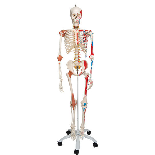 Modelo de esqueleto - A13 - 3B Scientific   - de corpo inteiro / para ensino / articulado