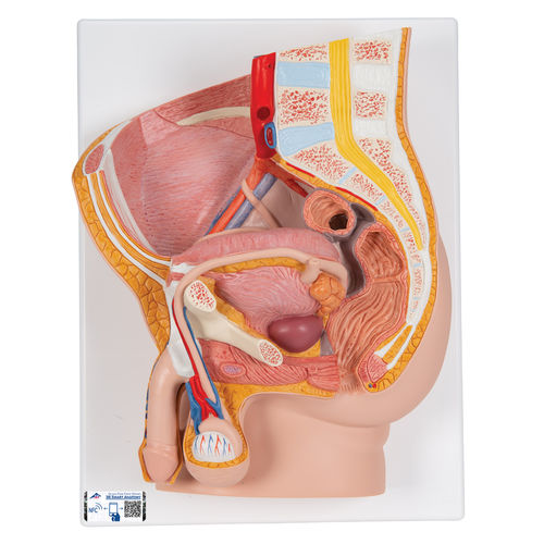 Modelo de pelve - H11 - 3B Scientific   - para ensino / masculino