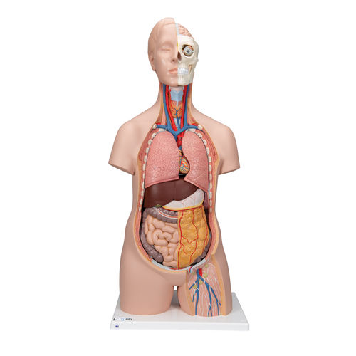 Modelo de tronco - B09  - 3B Scientific   - para ensino / assexuado