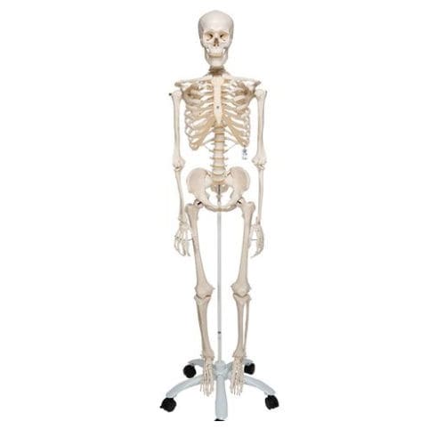 Modelo anatômico de corpo inteiro - A10 - 3B Scientific   - de esqueleto / para ensino / em material plástico