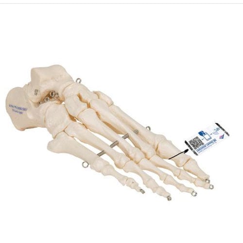Modelo de esqueleto - A30 - 3B Scientific   - de pé / para ensino / flexível