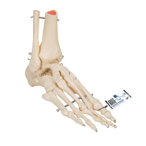 Modelo de esqueleto - A31 - 3B Scientific   - de pé / para ensino / flexível