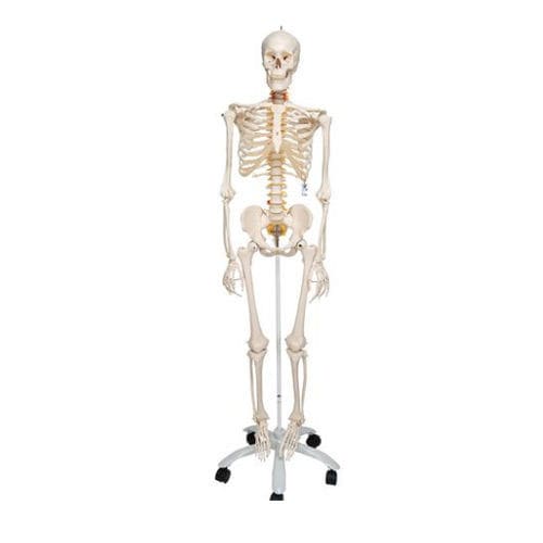 Modelo de esqueleto - A15 - 3B Scientific   - para ensino / em material plástico / articulado