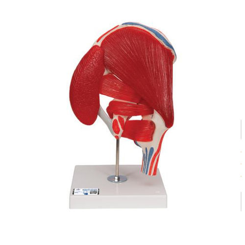 Modelo de articulação - A881 - 3B Scientific   - de quadril / para ensino