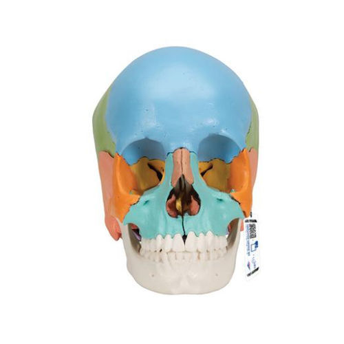 Modelo de crânio - A291  - 3B Scientific   - para ensino / em material plástico / articulado