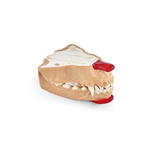 Modelo de mandíbula - 102564 series - 3B Scientific   - de dentes / odontológico / de gengiva