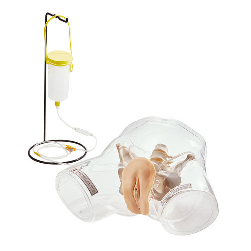 Modelo anatômico de sistema urinário - W43028F - 3B Scientific   - de bexiga / de uretra / de sistema reprodutor feminino