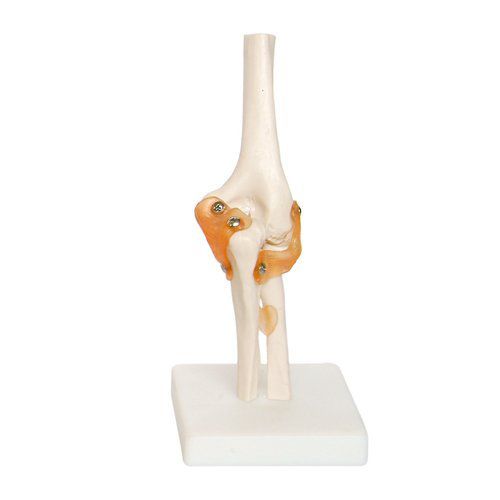 Modelo anatômico de cotovelo - EDC210 - EMS Physio - em material plástico / flexível