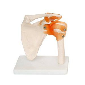 Modelo de ombro - EDC207 - EMS Physio - flexível