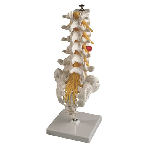 Modelo anatômico de vértebras lombares - EDC201 - EMS Physio - flexível
