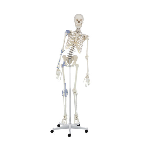 Modelo de coluna vertebral - Toni - Erler-Zimmer - de articulação / de esqueleto / para ensino
