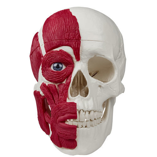 Modelo de crânio - 4514 - Erler-Zimmer - para ensino / com musculatura / articulado