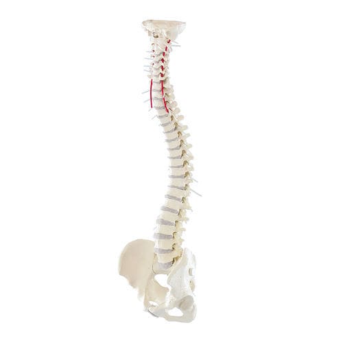 Modelo de coluna vertebral - 4006 - Erler-Zimmer - de artéria vertebral / para ensino / com pélvis amovível