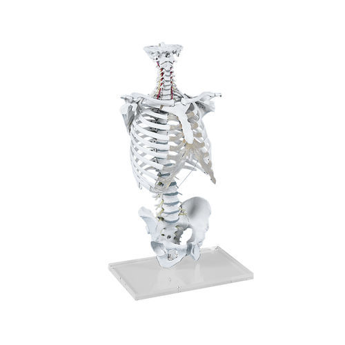 Modelo de medula espinhal - 4020 - Erler-Zimmer - de crânio / coluna vertebral / torácico