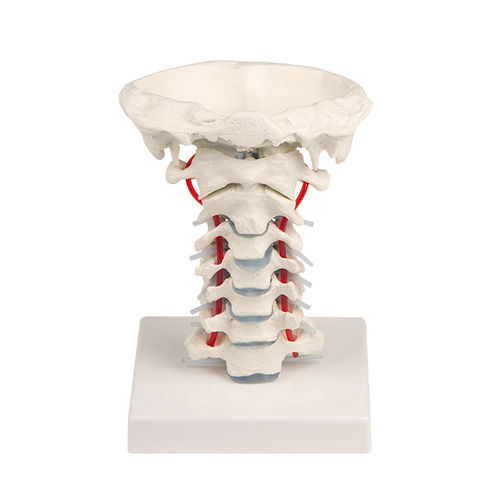 Modelo anatômico de coluna cervical - 4073 - Erler-Zimmer - para ensino