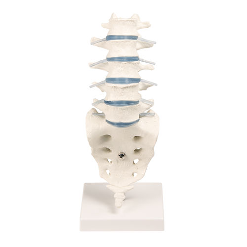 Modelo de coluna vertebral - 4036 - Erler-Zimmer - de coluna vertebral lombar / para ensino