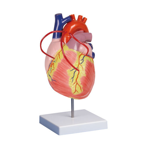 Modelo de coração - G206 - Erler-Zimmer - de artéria pulmonar / para treinamento / em material plástico