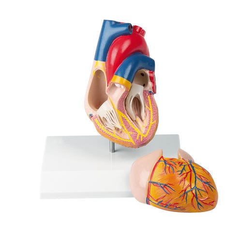 Modelo de coração - G207 - Erler-Zimmer - para treinamento / em material plástico